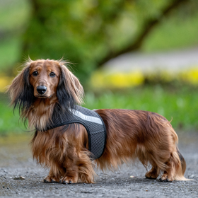 GLOW heijastinliivi koiralle - monivärinen