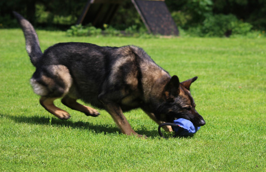 PRIDE Dog Equipment Bite Tug Rugby kahvoilla