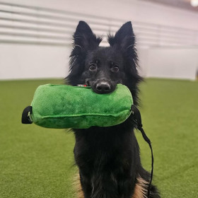  Nylcot kolmio tyyny koiralle