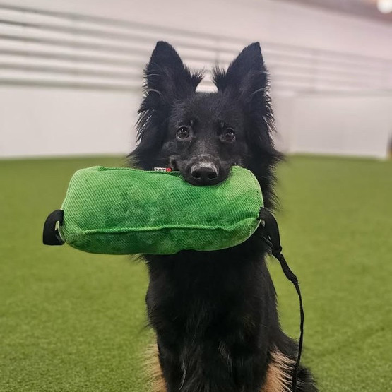  Nylcot kolmio tyyny koiralle