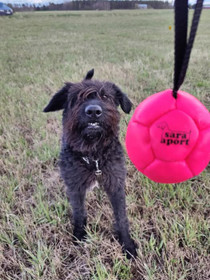 Nahkapallo koiralle lenkillä Tina2 