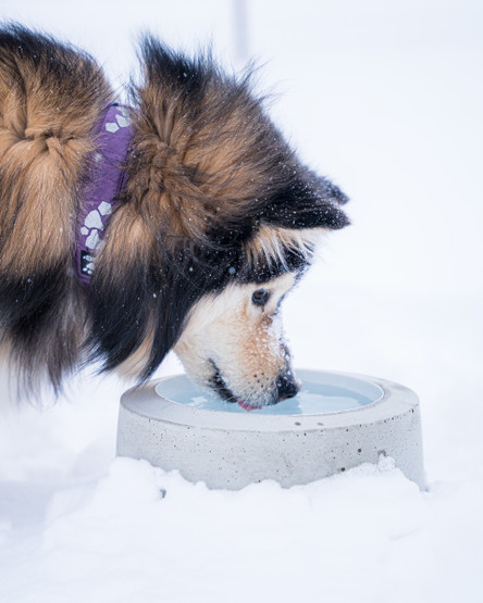 Lämmitettävä koiran juomakuppi SULAVESI 2,6 l 