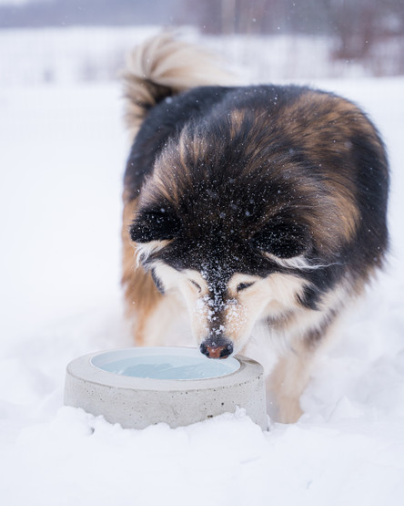 Lämmitettävä koiran juomakuppi SULAVESI 2,6 l 