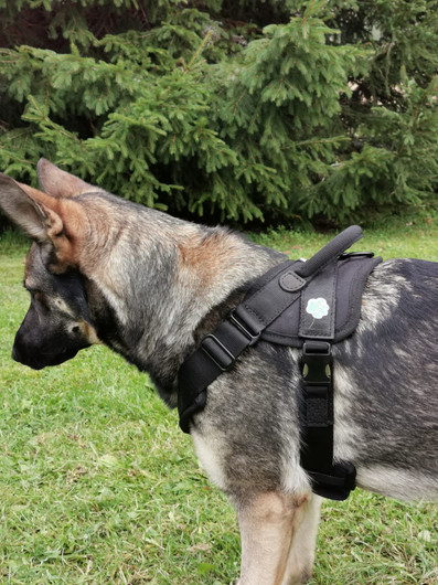 PRIDE Dog Equipment Vero Protection valjaat
