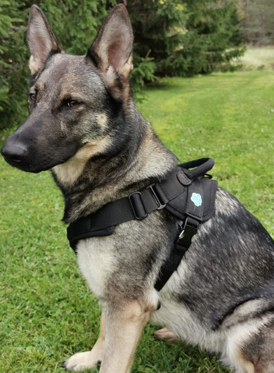 PRIDE Dog Equipment Vero Protection valjaat