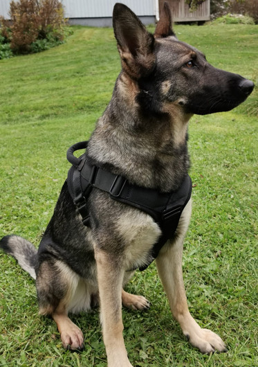 PRIDE Dog Equipment Vero Protection valjaat