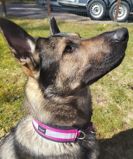 MAIKE TUOTE Leveä pistolukkopanta