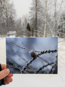 Huurteinen lehtikuusi -postikortti