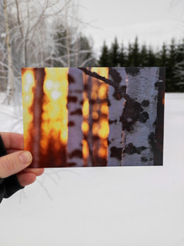 Kevättalven koivikko -postikortti