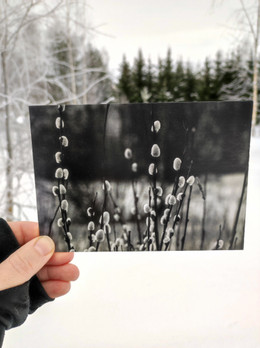 Pajunkissat -postikortti