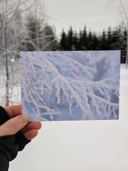 Pakkaskoivu -postikortti