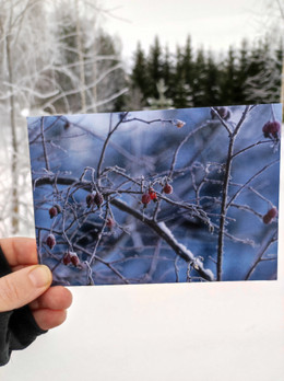 Ruusunmarjat -postikortti