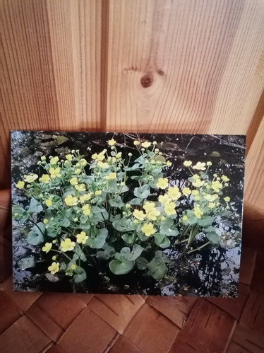 Taittokortti kirjekuorella, rentukka