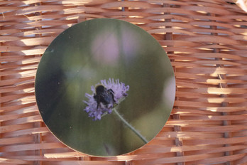 Ruusuruoho -lasinalunen