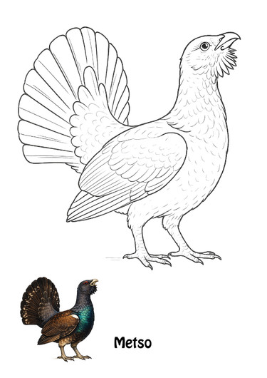 Linnut värityskirja