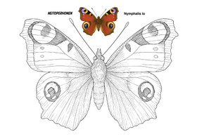 Perhoset värityskirja