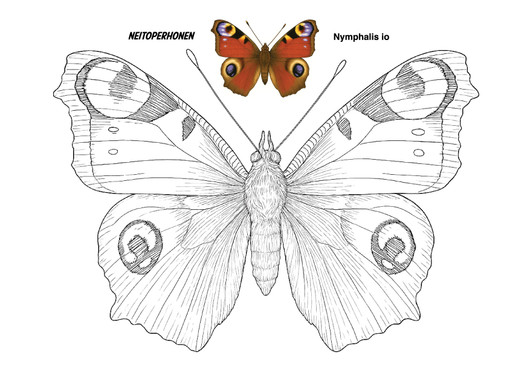 Perhoset värityskirja