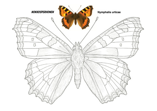 Perhoset värityskirja