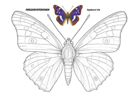 Perhoset värityskirja
