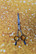 P&W Oceane  Lefty 7,5¨ suorat / straight