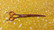 P&W BUTTER'FLY  SIDE CURVED suorat sakset 8,0' /straight scissors