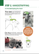Miniature schnauzer grooming guide step by step