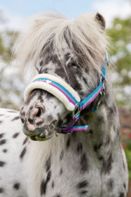 Karvariimu Funny Horses