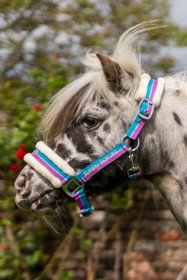 Karvariimu Funny Horses