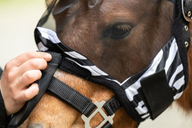 Hyönteishuppu Zebra