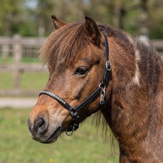 Nahkariimu pony/varsa