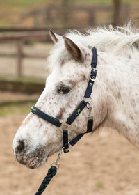 Riimu + naru Stout Lime