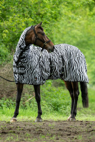 Hyönteisloimi Zebra