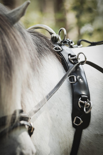 Ohjasajovyö shettis/pony