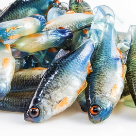 #02 ANGRY Bitterling 5cm 1kpl väri:NBO