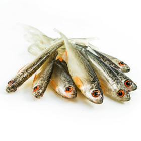 #15 ANGRY Bleak V-Tail 7cm 1kpl väri:NOO