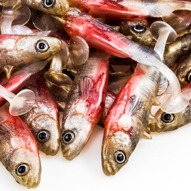 #04 ANGRY Stickleback 6cm 1kpl väri:NS