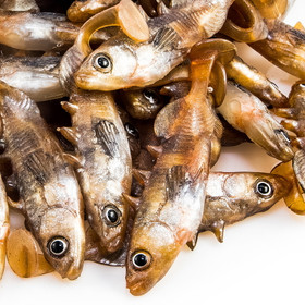 #05 ANGRY Stickleback 6cm 1kpl väri:DB