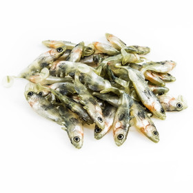 #06 ANGRY Stickleback 6cm 1kpl väri:S