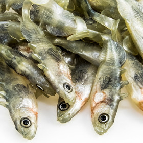 #06 ANGRY Stickleback 6cm 1kpl väri:S