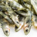 #06 ANGRY Stickleback 6cm 1kpl väri:S