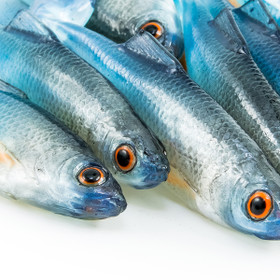 #18 ANGRY Roach 9cm 1kpl väri:NBO