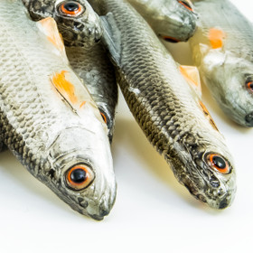 #17 ANGRY Roach 9cm 1kpl väri:NOO