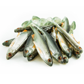 #19 ANGRY Bleak 10cm 1kpl väri:NOO