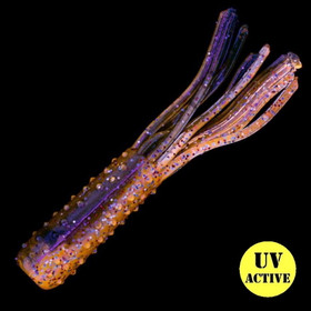 Molting Craw 2,75
