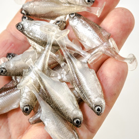 #41 ANGRY Bitterling 5cm 1kpl väri:TSW