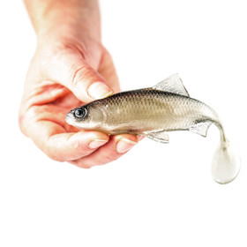 #49 ANGRY Roach 12,5cm 1kpl väri: TSW