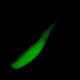 Coconut Ice Glow 1,75