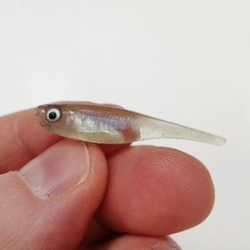 #01 Kalanpoikanen 4cm 1kpl