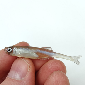 #02 Salakka 5,5cm 1kpl