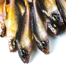 #84 ANGRY Ruffe 10cm 1kpl väri:NTA